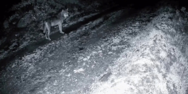 Tekirdağ’da ormanda kurt ve iki karaca görüntülendi