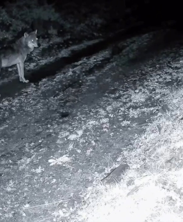 Tekirdağ’da ormanda kurt ve iki karaca görüntülendi