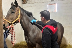 Safkan atlar aşılanıyor