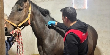 Safkan atlar aşılanıyor