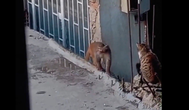 Fikirtepe’de bulundurulması yasaklı maymun türü yakalandı