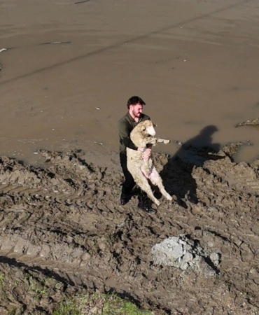Meriç Nehri taştı; hayvanlar tahliye edildi, çiftçi malını kurtardı