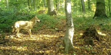 ’Kurtlar konseyi’ Uludağ’da toplandı