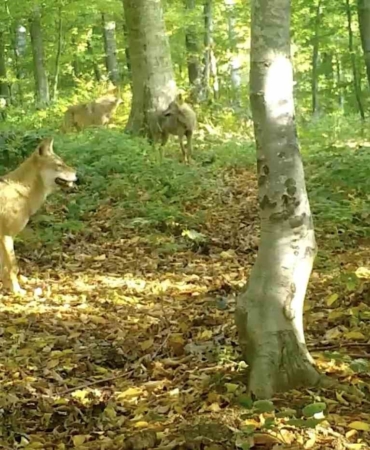 ’Kurtlar konseyi’ Uludağ’da toplandı