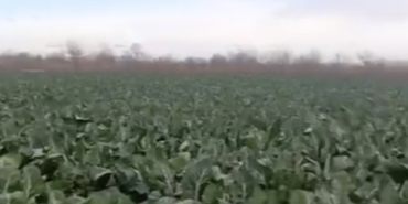 Bursa’da sağanak yağış tarımı vurdu