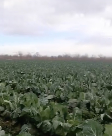 Bursa’da sağanak yağış tarımı vurdu