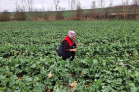 Babaeski’de kanola ekim alanlarında teknik kontrol yapıldı