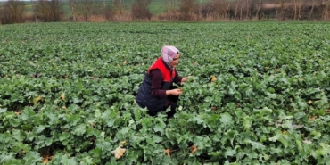 Babaeski’de kanola ekim alanlarında teknik kontrol yapıldı