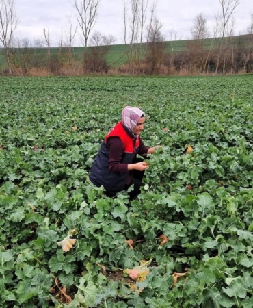 Babaeski’de kanola ekim alanlarında teknik kontrol yapıldı