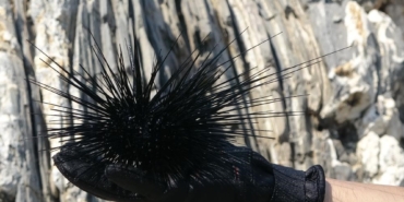 Marmara’nın denizkestanesi avcılığına açılmasına tepki