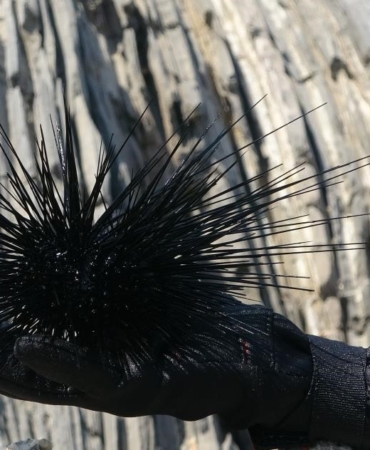 Marmara’nın denizkestanesi avcılığına açılmasına tepki