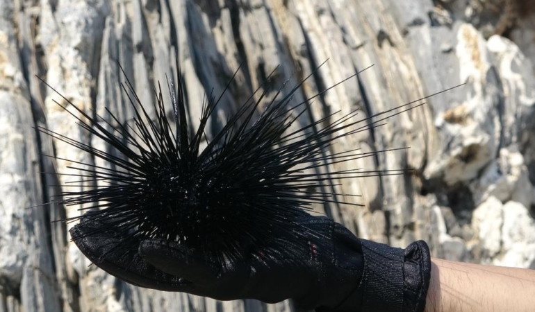 Marmara’nın denizkestanesi avcılığına açılmasına tepki