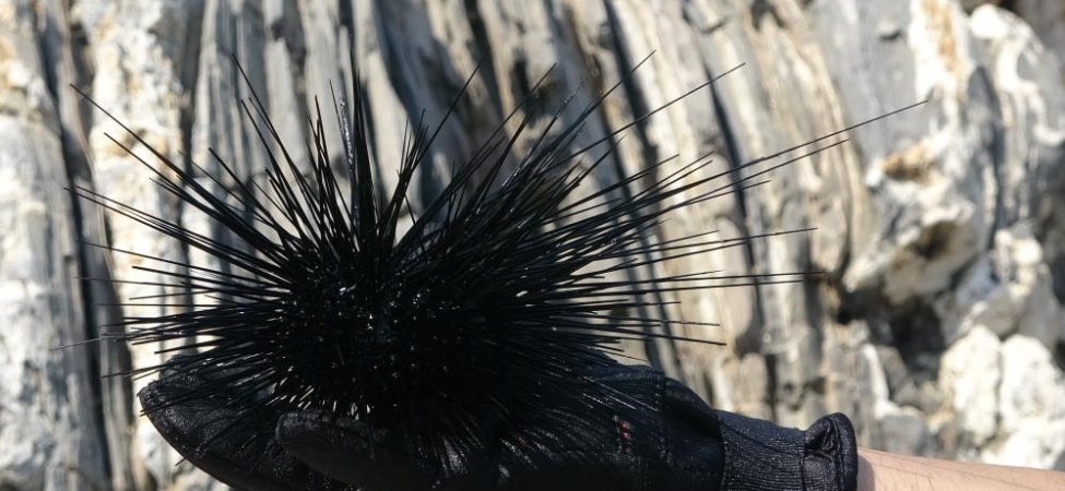 Marmara’nın denizkestanesi avcılığına açılmasına tepki