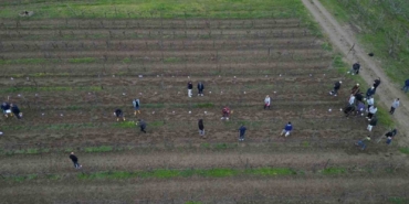Tekirdağ’da bağ budama yarışması