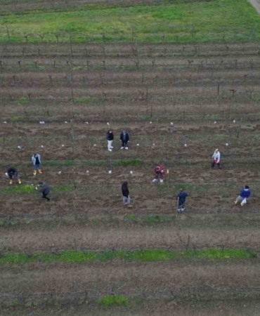 Tekirdağ’da bağ budama yarışması