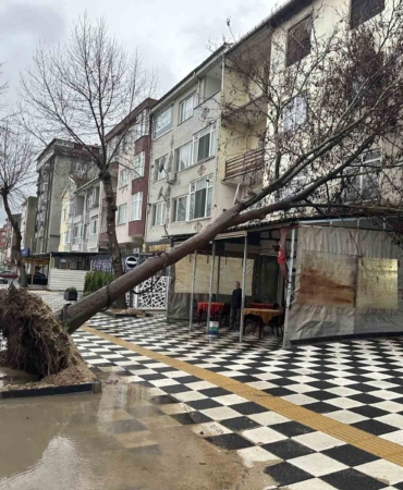 Muratlı’da ağaç kahvehanenin çatısına devrildi
