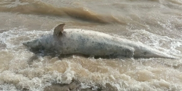 Ayvacık sahiline ölü yunus balığı vurdu