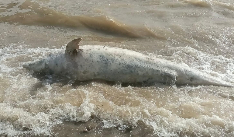 Ayvacık sahiline ölü yunus balığı vurdu