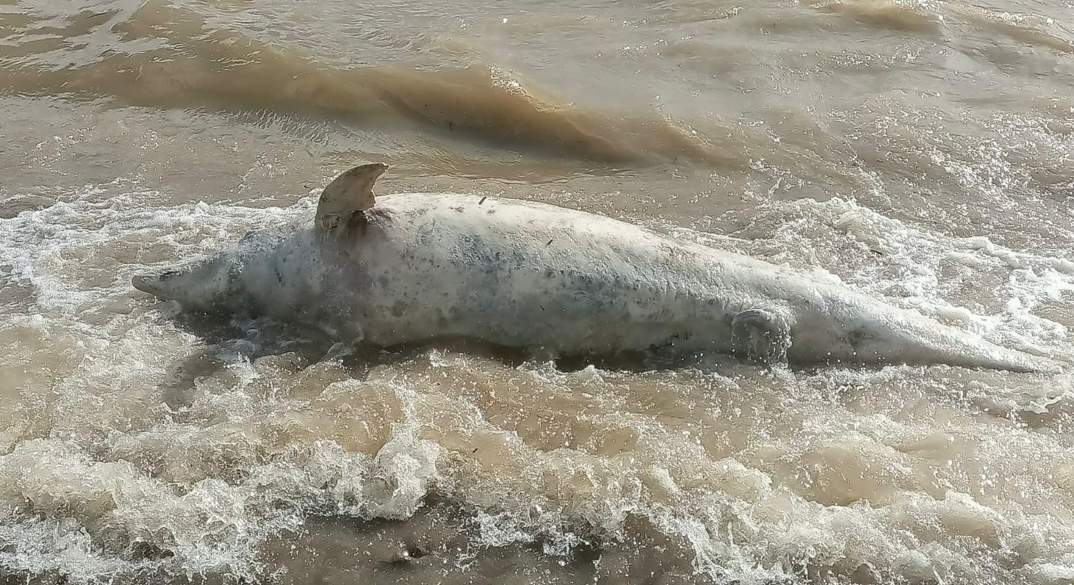 Ayvacık sahiline ölü yunus balığı vurdu