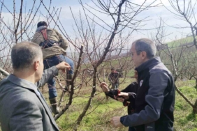 İl Müdürü Ayvalık budama çalışmalarını yerinde inceledi