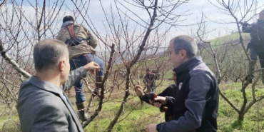 İl Müdürü Ayvalık budama çalışmalarını yerinde inceledi