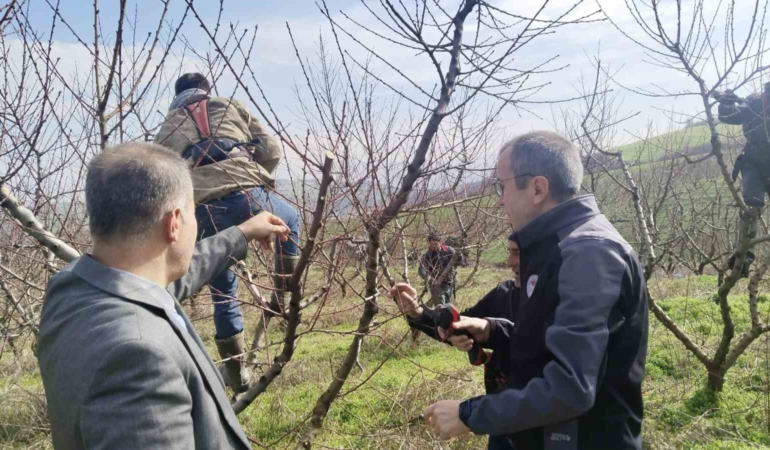 İl Müdürü Ayvalık budama çalışmalarını yerinde inceledi