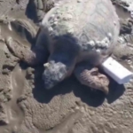 Gökçeada’da kıyıya vuran caretta caretta vatandaşların yardımıyla denizle buluştu