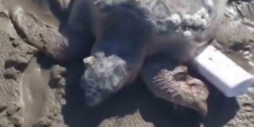 Gökçeada’da kıyıya vuran caretta caretta vatandaşların yardımıyla denizle buluştu