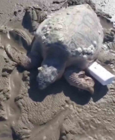 Gökçeada’da kıyıya vuran caretta caretta vatandaşların yardımıyla denizle buluştu