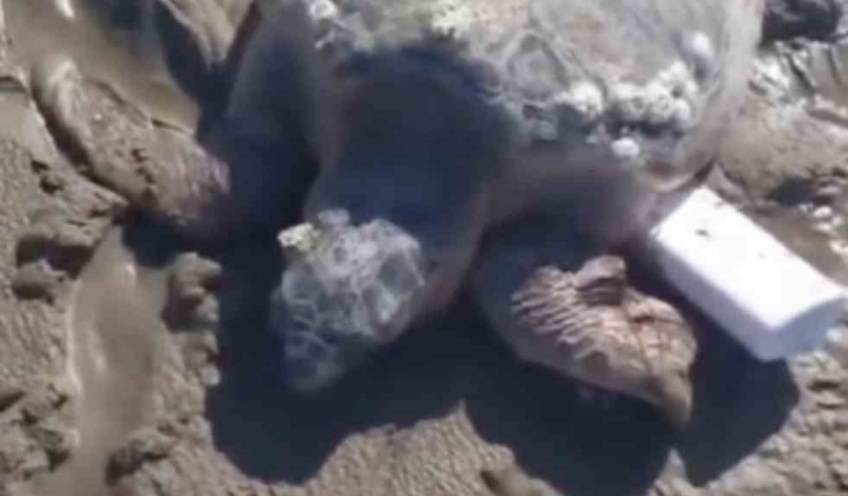 Gökçeada’da kıyıya vuran caretta caretta vatandaşların yardımıyla denizle buluştu