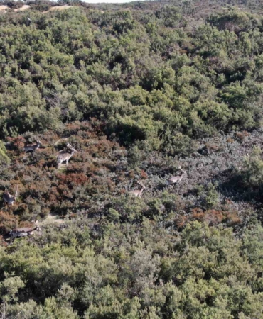 Sosyal medyada paylaşıldı, Tuzla’daki geyikler ilgi odağı oldu