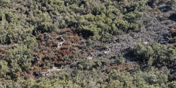 Sosyal medyada paylaşıldı, Tuzla’daki geyikler ilgi odağı oldu