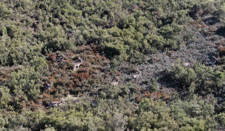 Sosyal medyada paylaşıldı, Tuzla’daki geyikler ilgi odağı oldu