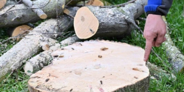 Gaziosmanpaşa’da teke böceği ile mücadele kapsamında yeşil dönüşüm