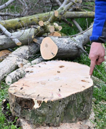 Gaziosmanpaşa’da teke böceği ile mücadele kapsamında yeşil dönüşüm