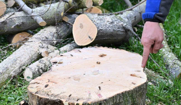 Gaziosmanpaşa’da teke böceği ile mücadele kapsamında yeşil dönüşüm