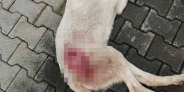 Tavuk kovaladı diye tüfekle vurulan köpek öldü