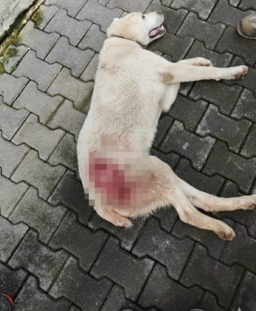 Tavuk kovaladı diye tüfekle vurulan köpek öldü