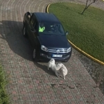 Valilik Konağı’ndaki "köpek ölümü" olayının görüntüleri ortaya çıktı