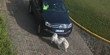 Valilik Konağı’ndaki "köpek ölümü" olayının görüntüleri ortaya çıktı