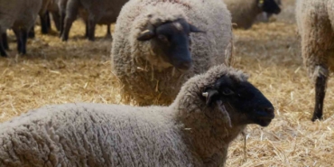Yılların Merinos Koyunu’na yeni etçil rakip geldi: Bandırma Koyunu