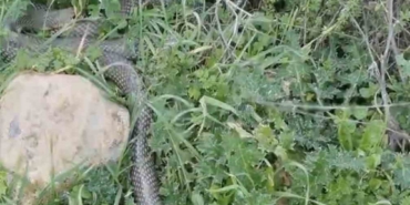 Çan’da 2 metrelik yılan kamerada