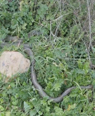 Çan’da 2 metrelik yılan kamerada