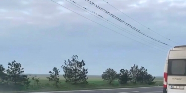 Sığırcıkların erken bahar provası