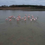 Flamingolar Büyükçekmece Gölü’nde görüntülendi