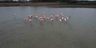Flamingolar Büyükçekmece Gölü’nde görüntülendi