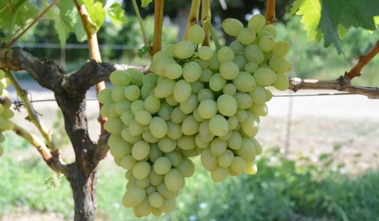Tekirdağ’da "Günışığı" üzümü tescillendi