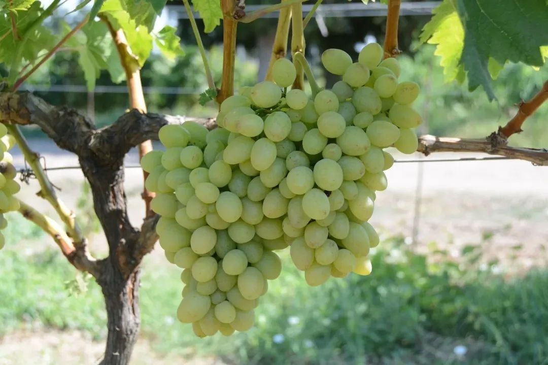 Tekirdağ’da "Günışığı" üzümü tescillendi