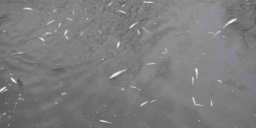 Çayda korkutan görüntü: Yüzeye çıkan balıklar ölüyor