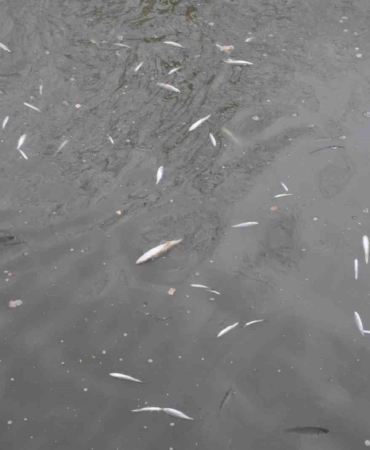 Çayda korkutan görüntü: Yüzeye çıkan balıklar ölüyor